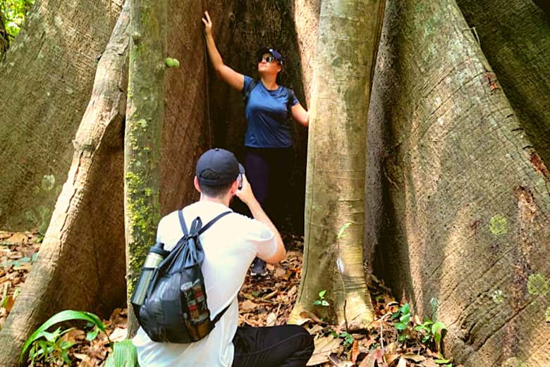 Get amazing pictures with the massive trees