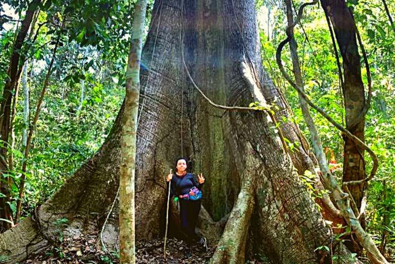 Enormes árboles durante la ruta