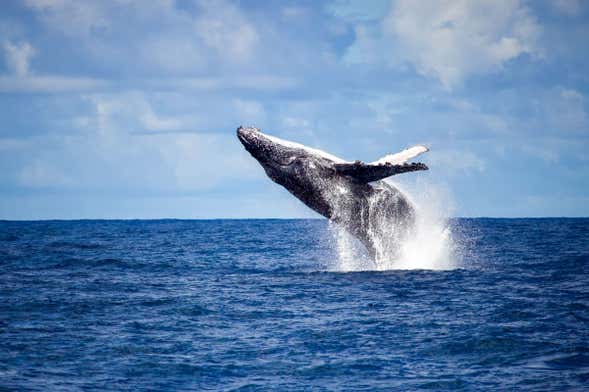 Observation de baleines à Rio de Janeiro