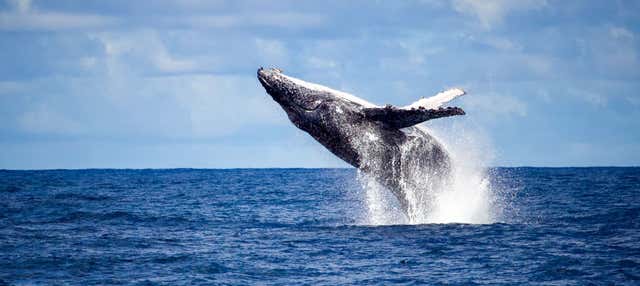 Whale Watching in Rio de Janeiro