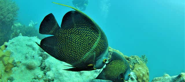 Mergulho em Arraial do Cabo