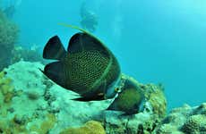 Immersione ad Arraial do Cabo