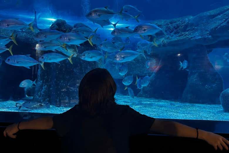 Contemplando los pececillos