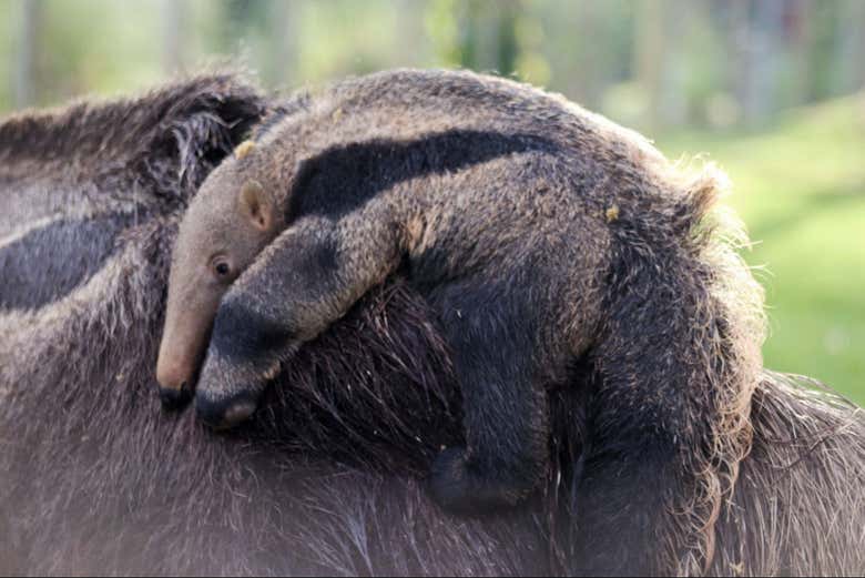 Uno de los animales que observaréis