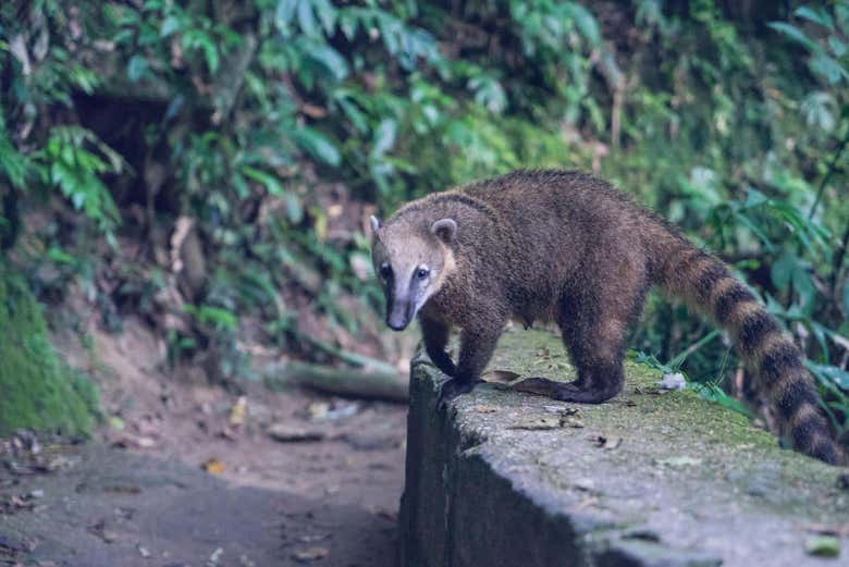 Animals along the walking trail