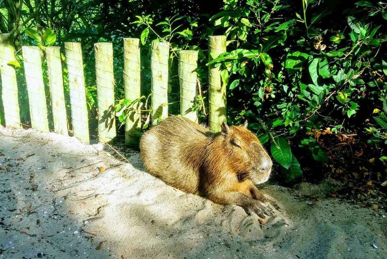 Capivara descansando no sol