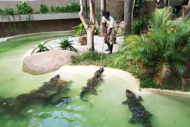 Un estanque con caimanes