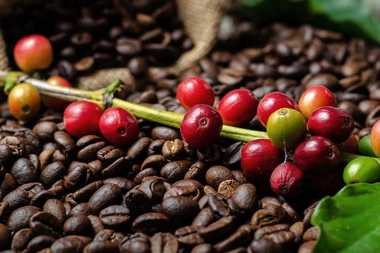 Colores de los granos de café