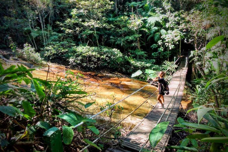 Ponte suspensa na floresta