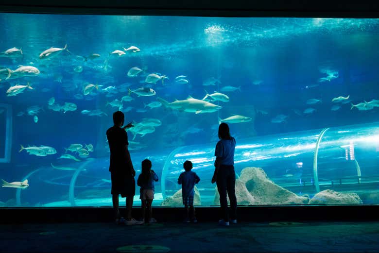 Take the family to the biggest aquarium in South America
