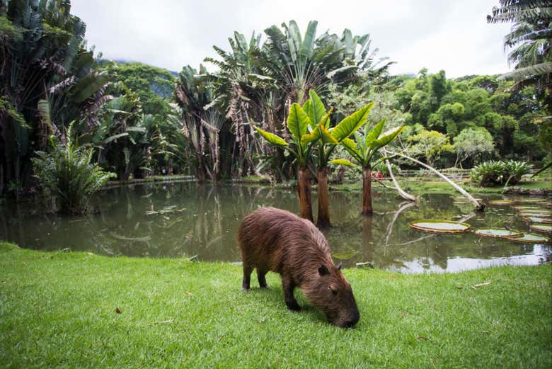 Fauna no Jardim Botânico