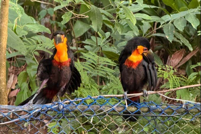 Fauna del Morro Dois Irmãos