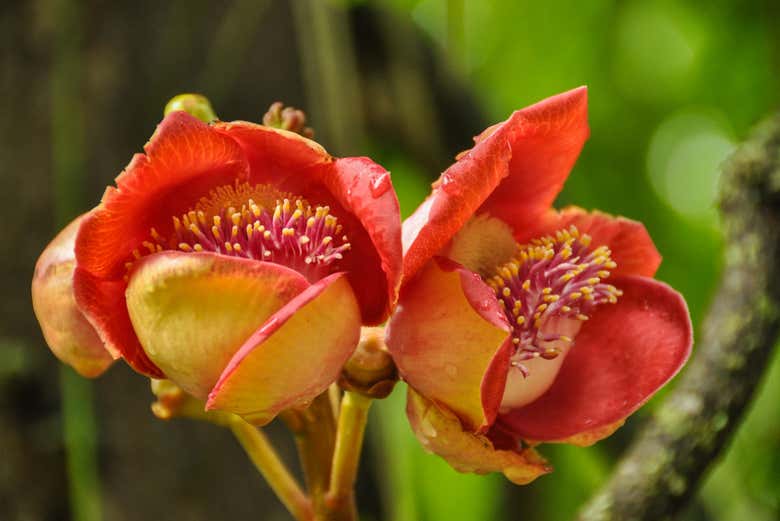 Beautiful flowers of the Couroupita guianensis tree