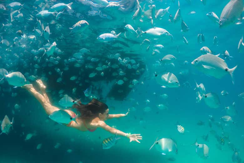 Nadando entre os peixes nas águas da Ilha Grande