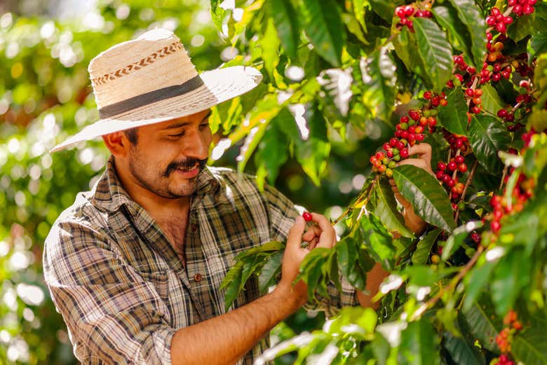 Aprenderemos cómo se recoge el café