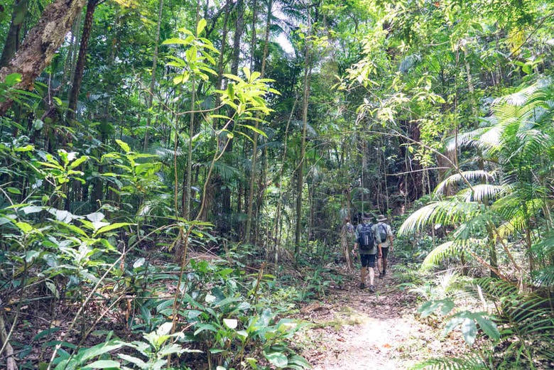 Hiking up through the jungle