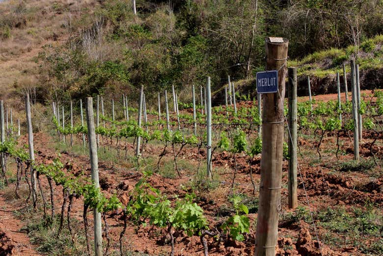 Parte de los viñedos Inconfidência