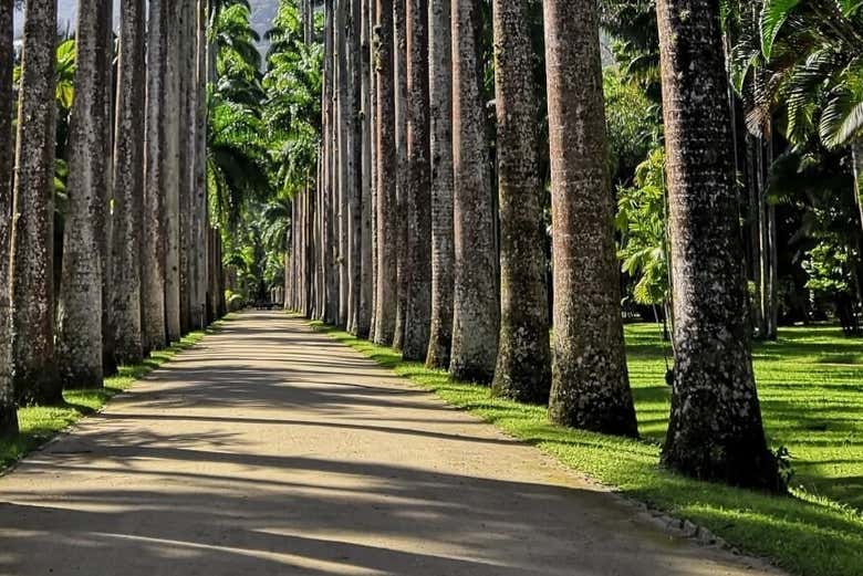 Jardín Botánico de Río de Janeiro