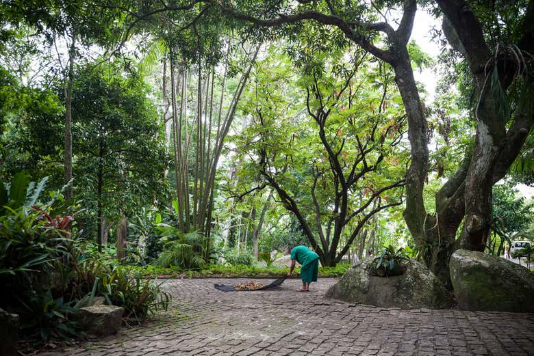 Tropical plants at Sítio Burle Marx