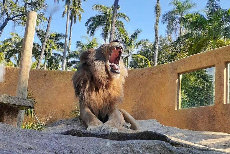 ¡El Rey de la Selva!