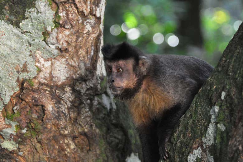 Durante nossa trilha aprenderemos sobre a rica fauna local