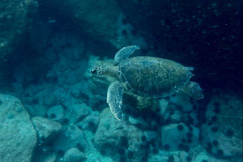 Si las condiciones son favorables, veremos tortugas marinas