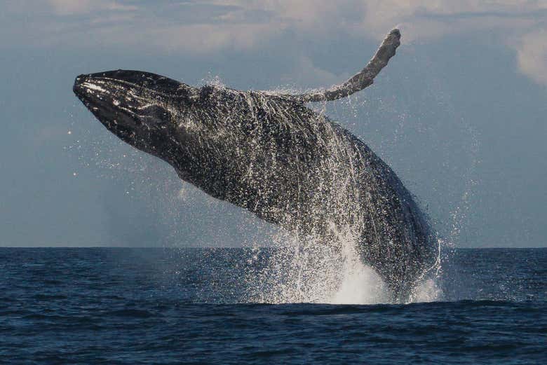 Nos sorprenderemos con estos mamíferos