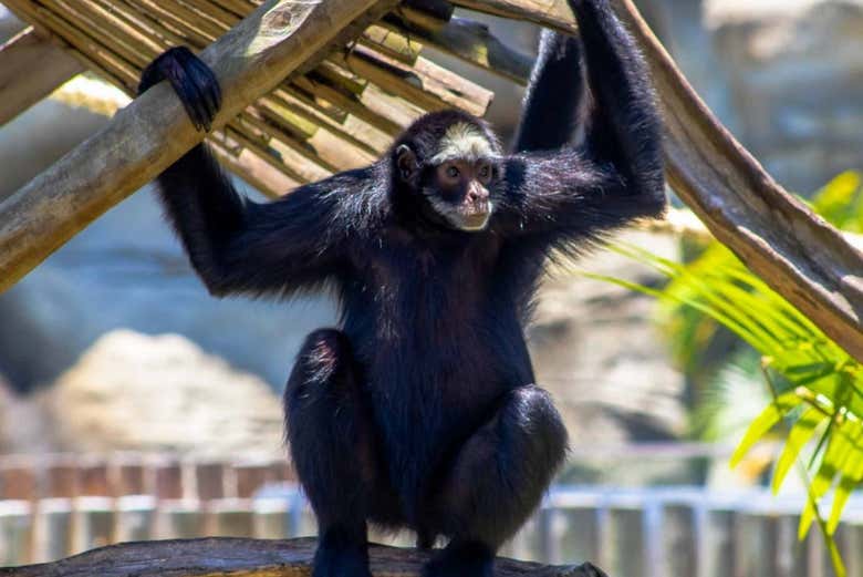 Um macaco-aranha no BioParque