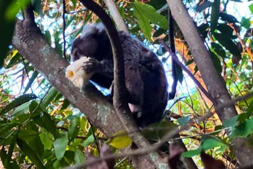 Uno de los monos del Sítio dos Macacos