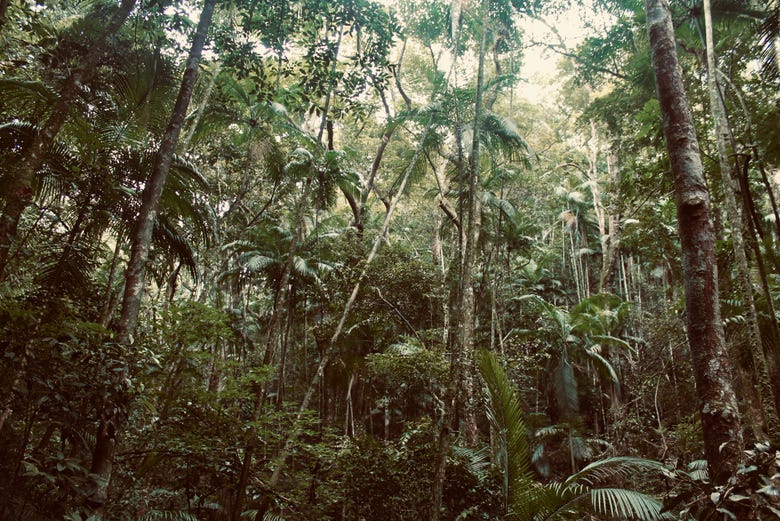 Parc National de Tijuca