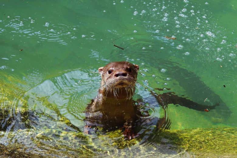 Say hello to some friendly animals