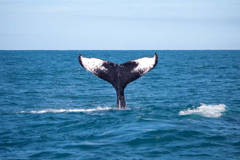 Ready to go whale watching?