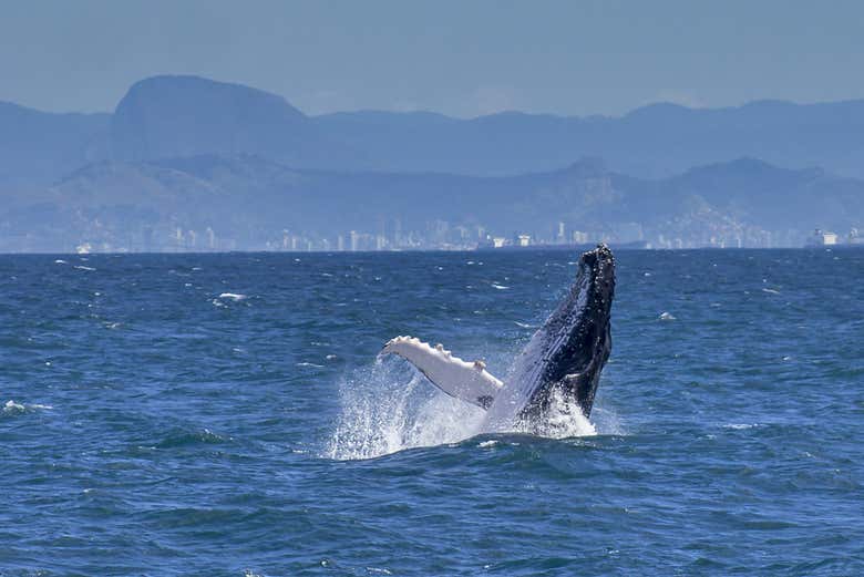Spot these incredible creatures