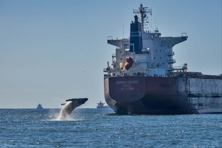 Um salto majestoso da baleia
