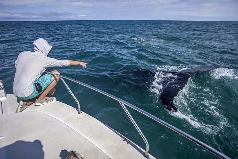 Ficaremos surpresos com esses mamíferos