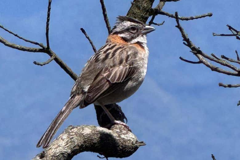 Una de las aves que avistaremos