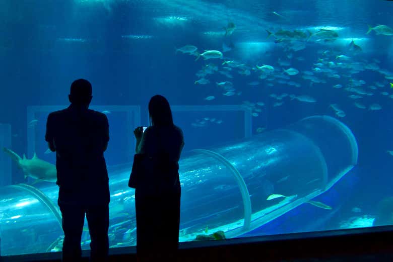 Una coppia all'acquario di Rio