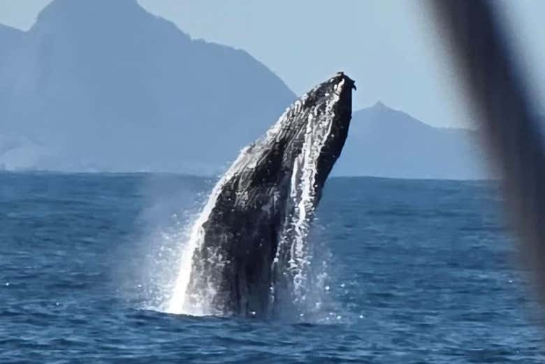 Una ballena jorobada asomando la cabeza 