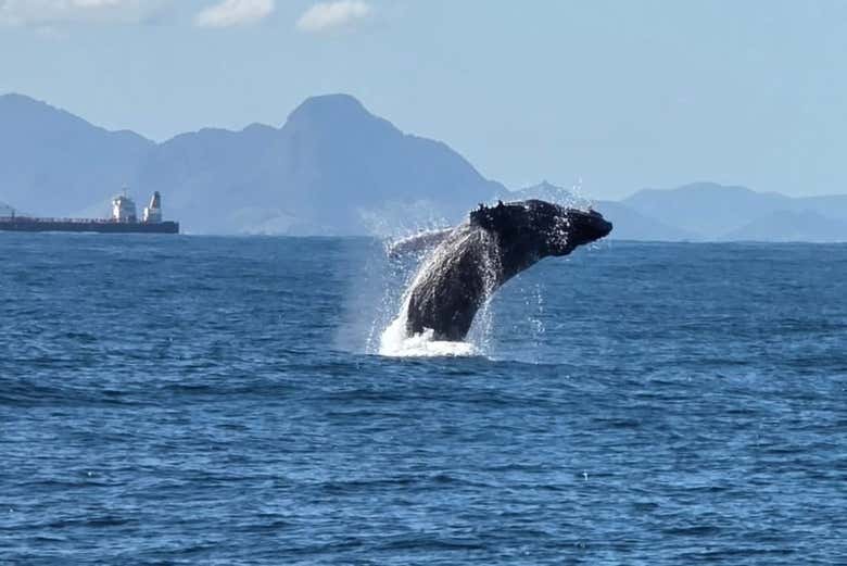 Una ballena jorobada dando un salto