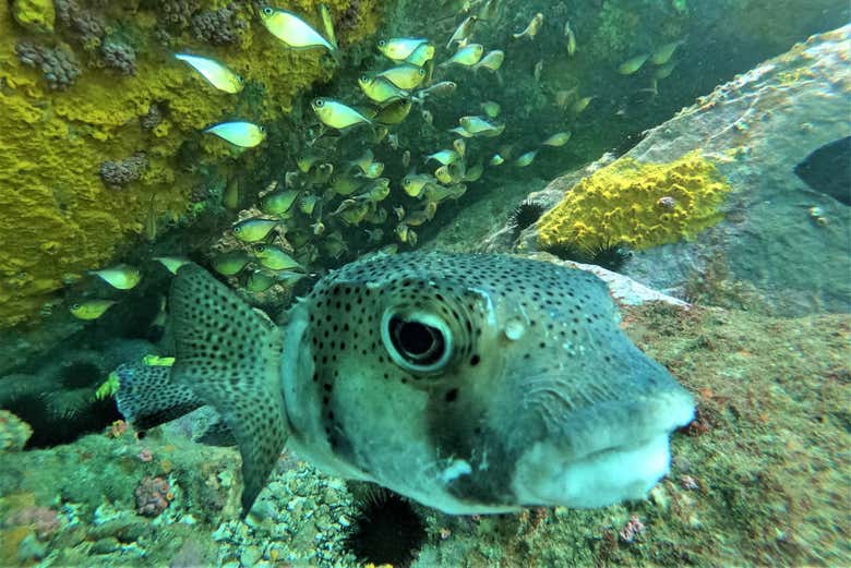 Biodiversidade marinha