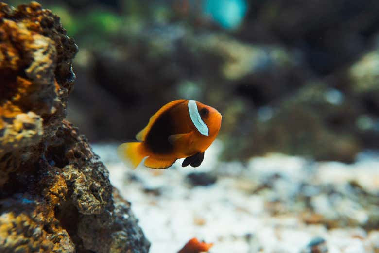 Pesci ad AquaRio