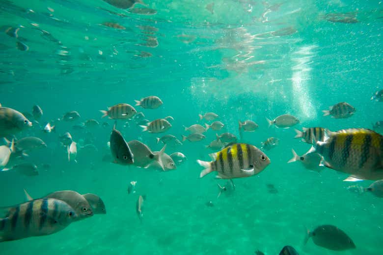 Observez la faune marine en faisant du snorkeling