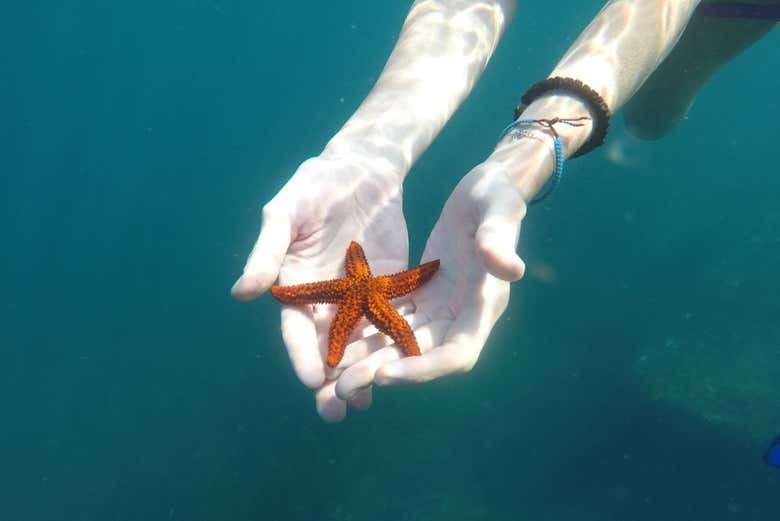 Podremos avistar diferentes estrellas de mar