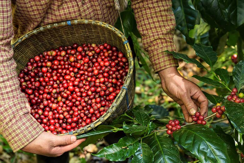 Descubriréis el proceso desde la recogida a la taza de café