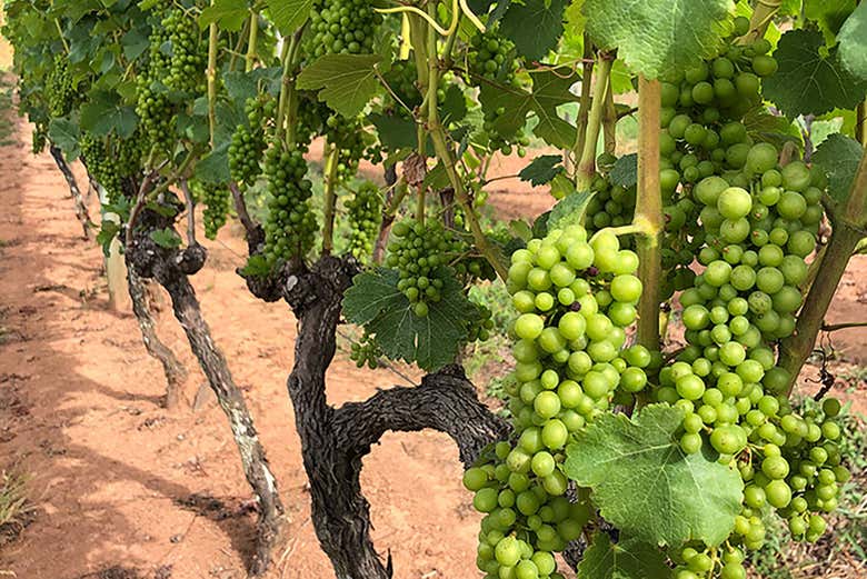 Veremos las diferencias de las uvas verdes y rojas