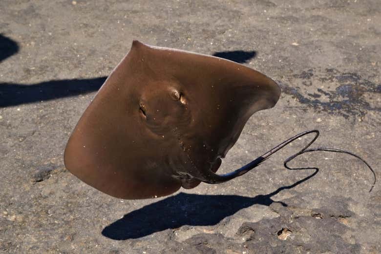 Podréis ver rayas durante la visita