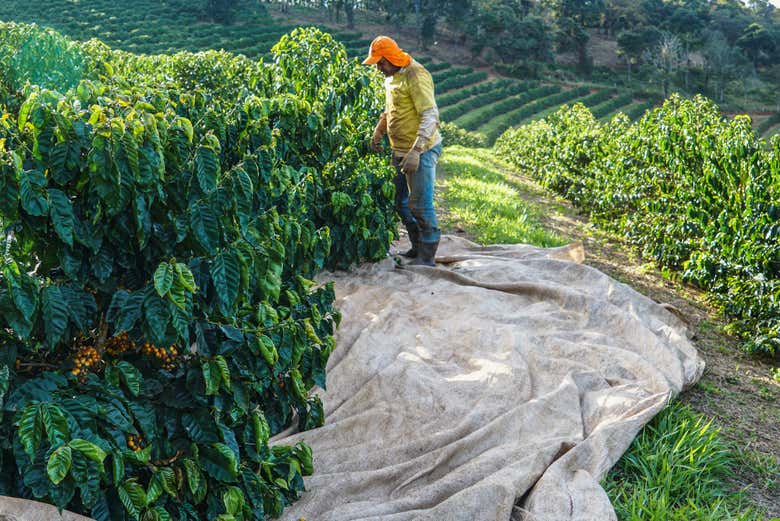 Conoceremos el proceso de recolectar los granos de café