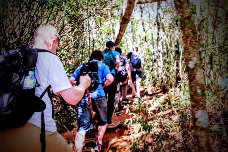 Trilha pela Floresta da Tijuca