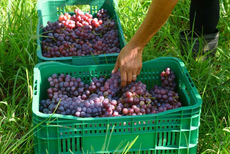 Uvas listas para la siguiente parte del proceso