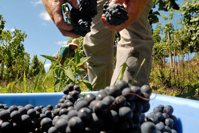 Veremos cómo se recogen las uvas